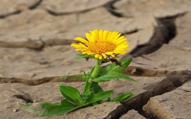 Erfolgsgeheimnis Resilienz: Mit innerer Stärke zu mehr Wohlbefinden bei der Arbeit