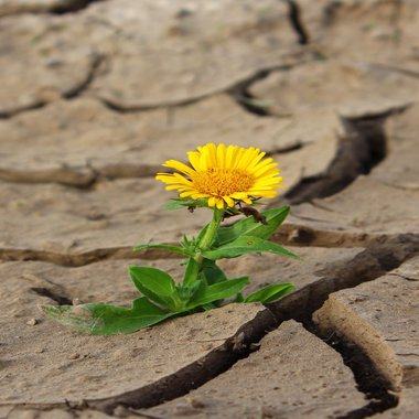 Erfolgsgeheimnis Resilienz: Mit innerer Stärke zu mehr Wohlbefinden bei der Arbeit