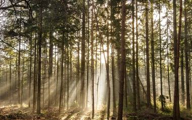 Zurück zu unseren Wurzeln – Wie Natur uns stärkt und warum Waldbaden mehr ist als ein Spaziergang